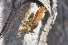 Pogonosoma maroccanum