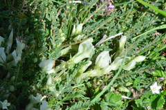 Astragalus angustifolius