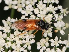 Arge melanochra