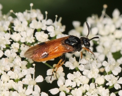 Arge melanochra