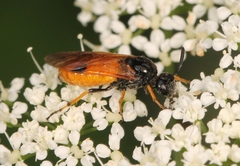 Arge melanochra