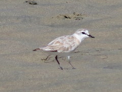Charadrius marginatus arenaceus