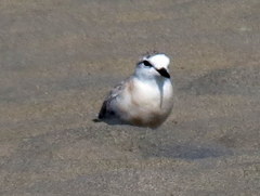 Charadrius marginatus arenaceus