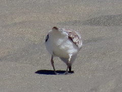 Charadrius marginatus arenaceus