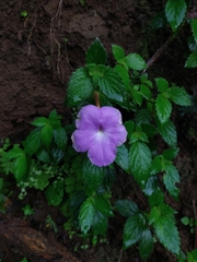 Achimenes