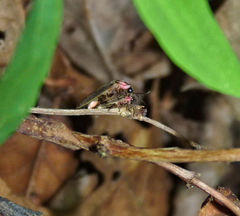 Photinus scintillans