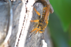 Pogonosoma maroccanum