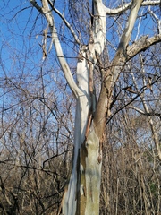 Chloroleucon mangense