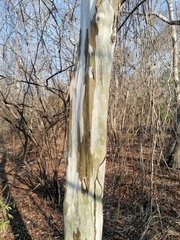 Chloroleucon mangense