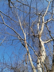 Chloroleucon mangense