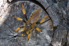 Pogonosoma maroccanum