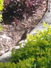 Zonotrichia capensis