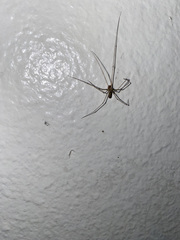 Pholcus phalangioides