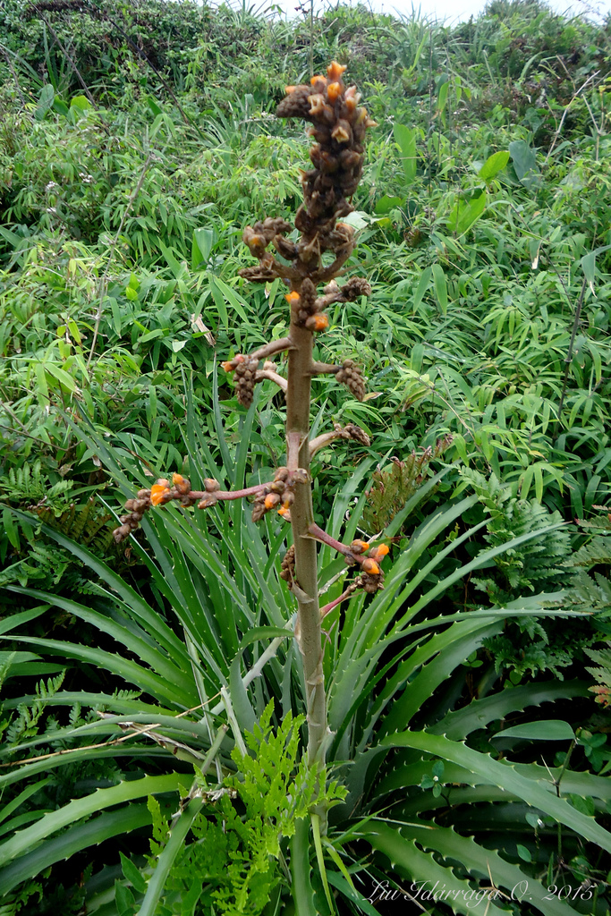 Dyckia encholirioides (Bromélias nativas do sul do Brasil) · iNaturalist