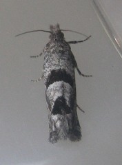 Pelochrista seamansi