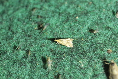 Brachmia blandella