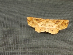 Euchlaena tigrinaria