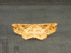 Euchlaena tigrinaria