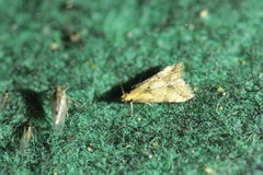 Brachmia blandella