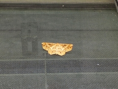 Euchlaena tigrinaria