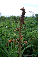 Dyckia encholirioides