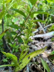 Platanthera flava