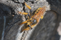 Pogonosoma maroccanum