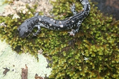 Plethodon fourchensis