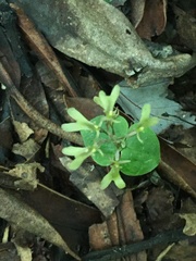 Neottia smallii