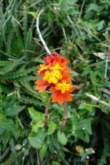 Epidendrum fulgens