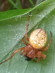 Araneus alsine