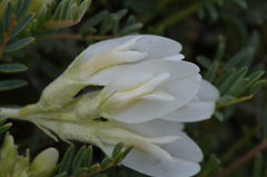 Astragalus angustifolius