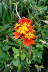 Epidendrum fulgens