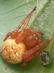 Araneus alsine