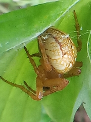 Araneus alsine