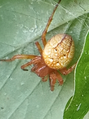 Araneus alsine