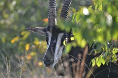 Hippotragus niger kirkii