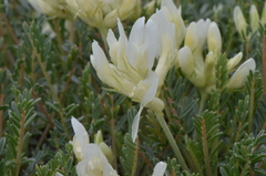 Astragalus angustifolius