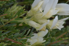 Astragalus angustifolius