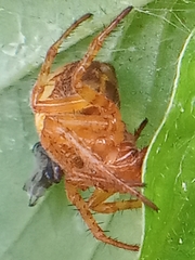Araneus alsine