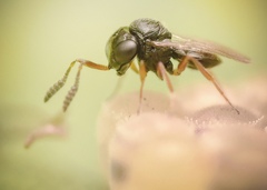 Trissolcus