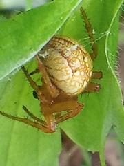 Araneus alsine