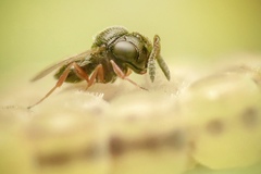 Trissolcus