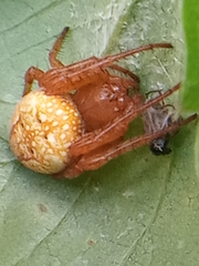 Araneus alsine