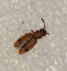 Psammoecus bipunctatus