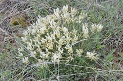 Astragalus angustifolius