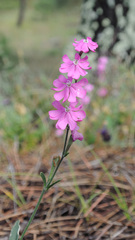 Silene scabriflora