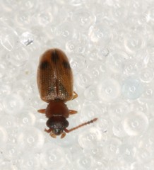 Psammoecus bipunctatus