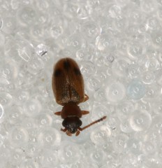 Psammoecus bipunctatus
