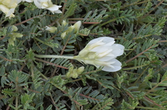 Astragalus angustifolius